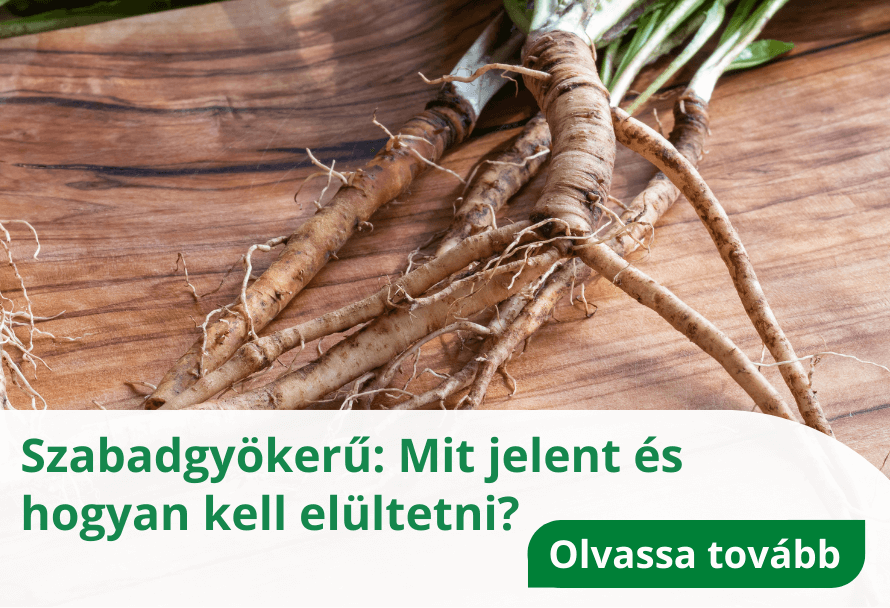 Szabadgyökerű: Mit jelent és hogyan kell elültetni?