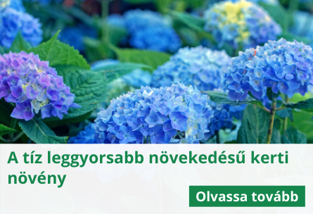 A tíz leggyorsabb növekedésű kerti növény