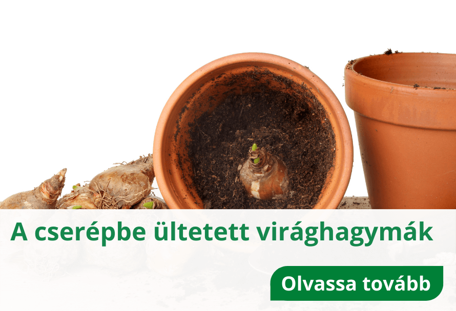 A cserépbe ültetett virághagymák