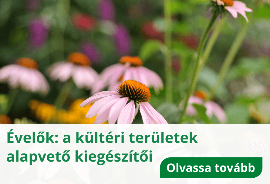 Évelők: a kültéri területek alapvető kiegészítői