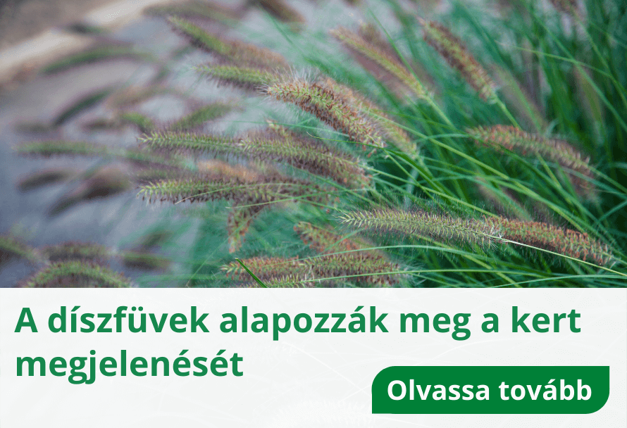 A díszfüvek alapozzák meg a kert megjelenését