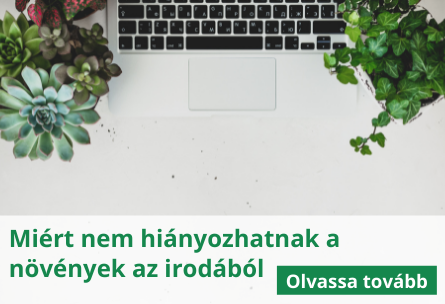 Néhány ok, amiért a növények nem hiányozhatnak az irodából