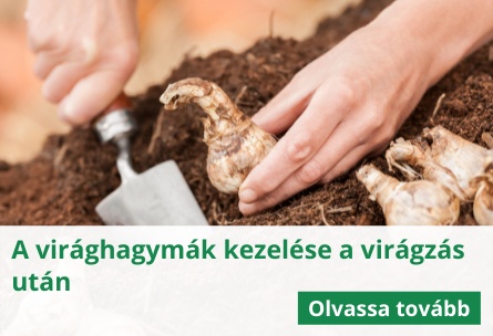 A virághagymák kezelése a virágzás után