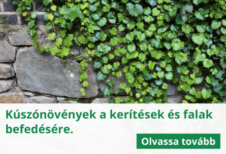 Kúszónövények a kerítések és falak befedésére.