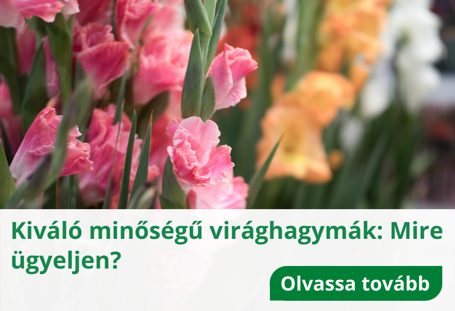 Kiváló minőségű virághagymák: Mire ügyeljen?