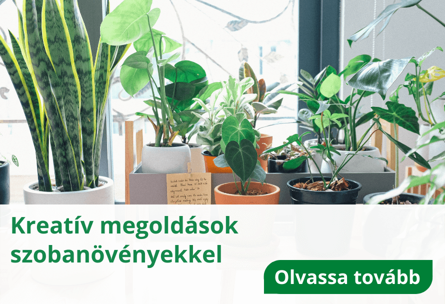 Kreatív megoldások szobanövényekkel