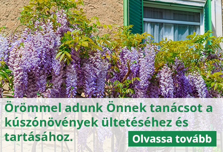 A kúszónövények ültetése és gondozása