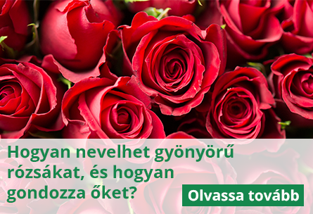 Rózsák ültetése és gondozása