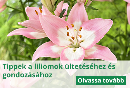 A liliom gondozása