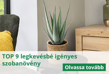 TOP 9  kis igényű szobanövény