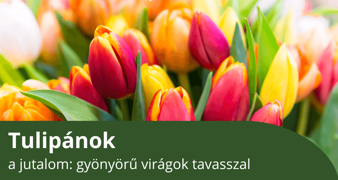 Tulipánok