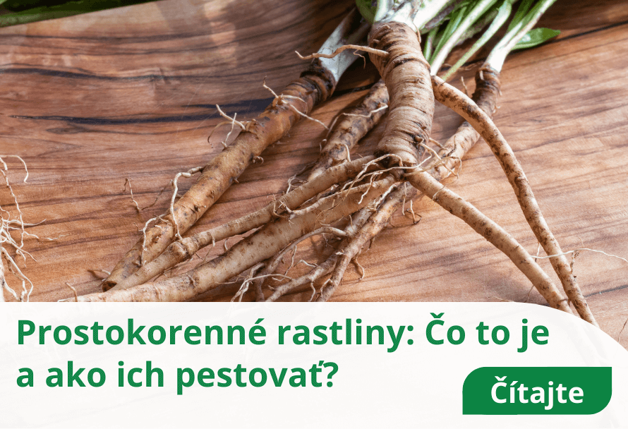 Prostokorenné rastliny: Čo to je a ako ich pestovať?