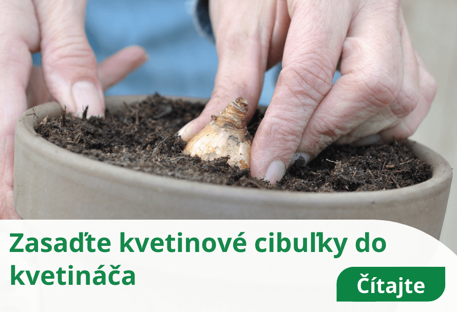 Zasaďte kvetinové cibuľky do kvetináča