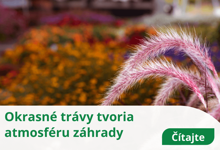 Okrasné trávy tvoria atmosféru záhrady