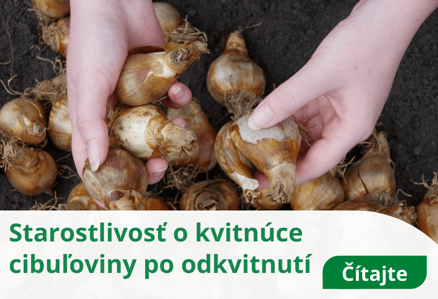 Starostlivosť o kvitnúce cibuľoviny po odkvitnutí