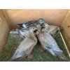 3511460 3 kachnik kerbl duck town