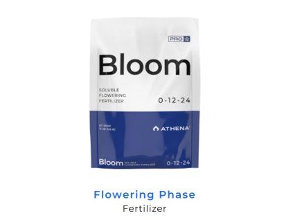 bloom