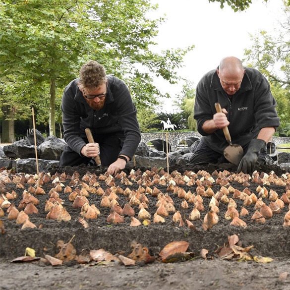 Podzimní výsadba cibulovin s lopatkou Old Dutch style