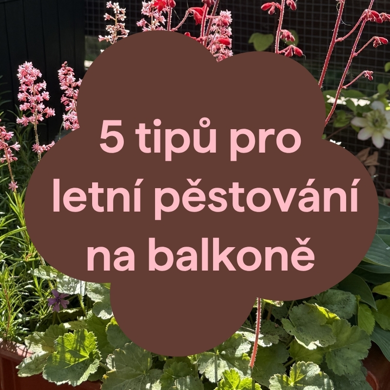 5 tipů pro pěstování na balkoně: Jak v horku vytvořit zelenou oázu plnou života?