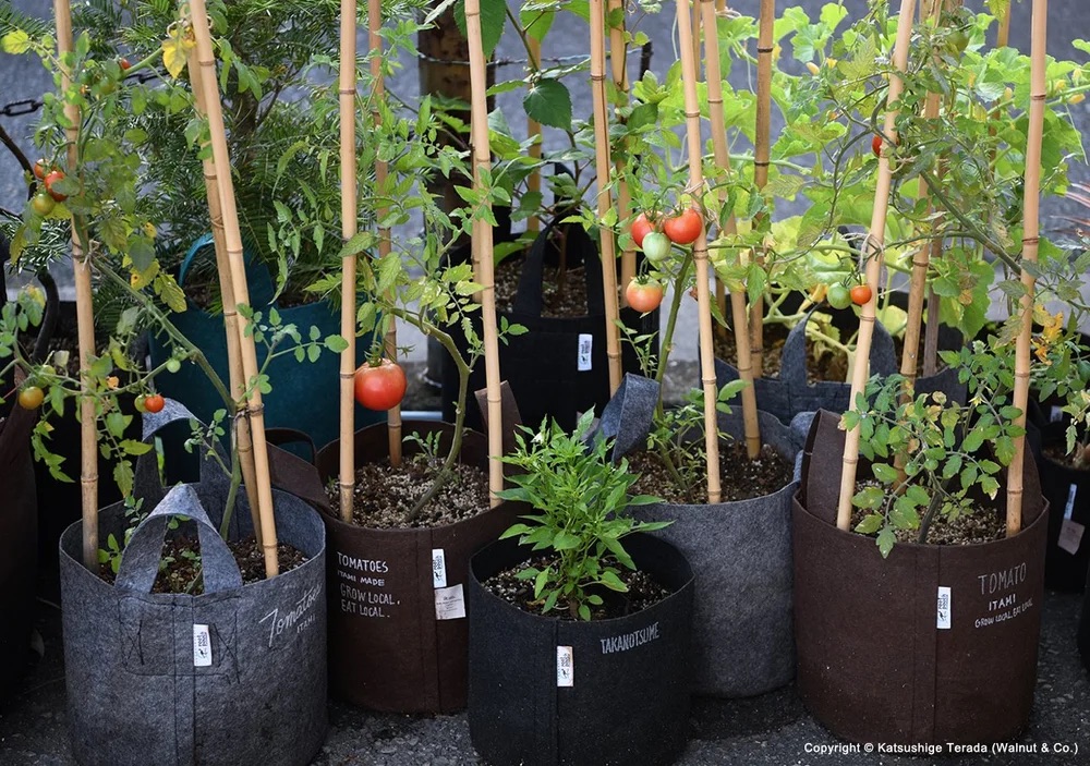 HomeGardenerTomatoes