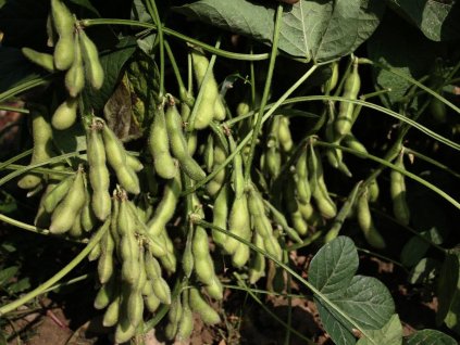 g805 hokkai green 01