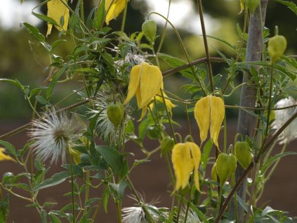 b652 waldrebe radar love katalog shop 01