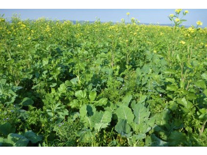 d425 biodiversit tsgemenge von dietmar n ser gr ne br cke 01