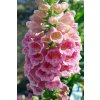 b659 fingerhut digitalis purpurea shop 02