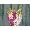 b659 fingerhut digitalis purpurea katalog shop 01