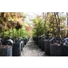 eng pl Growbag Root Pouch fabric pot 43x38cm 56L with a handle black 5182 7