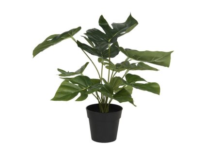 Monstera Deliciosa v květináči
