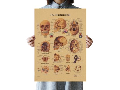 Plakát Lidská anatomie, Lebka č.275, 41.5 x 30.5 cm
