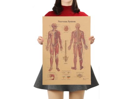 Plakát Anatomie člověka, nervový systém, č.290 , 42 x 30 cm