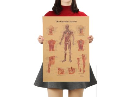 Plakát Anatomie člověka, vaskulární systém, č.291 , 42 x 30 cm