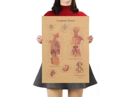 Plakát Anatomie člověka, lymfatický systém, č.292 , 42 x 30 cm