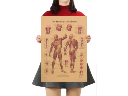 Plakát Anatomie člověka, svaly, č.293 , 42 x 30 cm