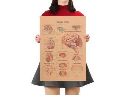 Plakát Anatomie člověka, mozek, č.294 , 42 x 30 cm