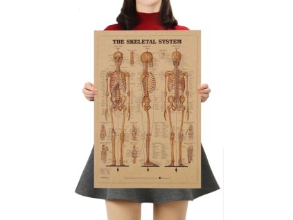 Plakát Anatomie člověka, kostra, č.295, 42 x 30 cm