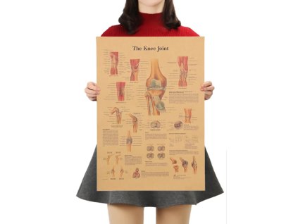Plakát Anatomie člověka, koleno, č.296, 42 x 30 cm