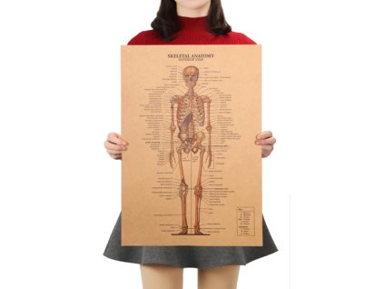 Plakát Anatomie člověka, kostra, č.298, 51 x 36 cm
