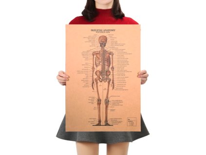 Plakát Anatomie člověka, kostra, č.299, 51 x 36 cm