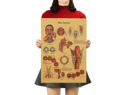 Plakát Anatomie člověka, hrtan, č.300, 51 x 36 cm