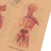 Plakát Anatomie člověka, lymfatický systém, č.292 , 42 x 30 cm