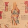 Plakát Anatomie člověka, koleno, č.296, 42 x 30 cm