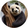 panda velká