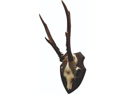 Jelení parohy 123 520