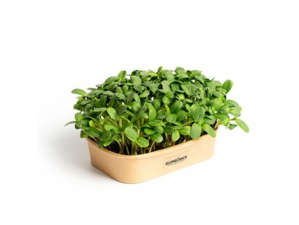 Sada pro domácí pěstování microgreens Slunečnice