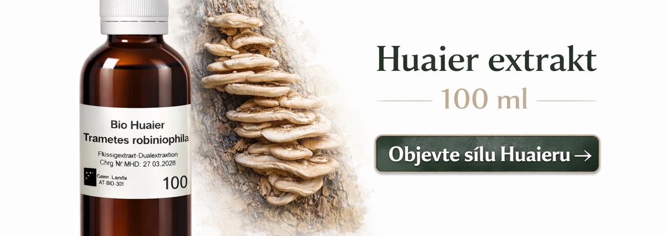 Huaier - Trametes robiniophila