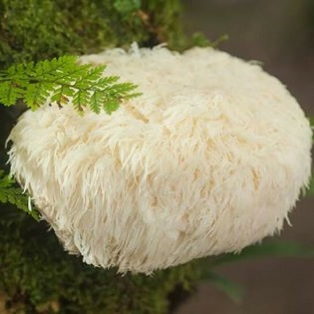 Igelstachelbart Extrakt BIO Hericium erinaceus BIO Pilzexraktkapseln 60 Stk