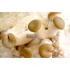 pleurotus